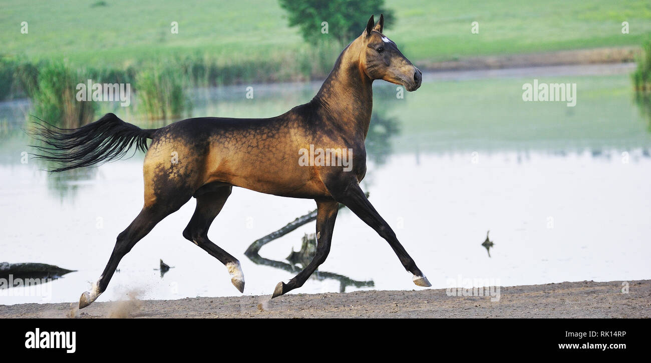 Dappled buckskin Akhal-Teke stallion runs in trot near water with all four legs in the air looking at a camera. Horizontal, side view, in motion. Stock Photo