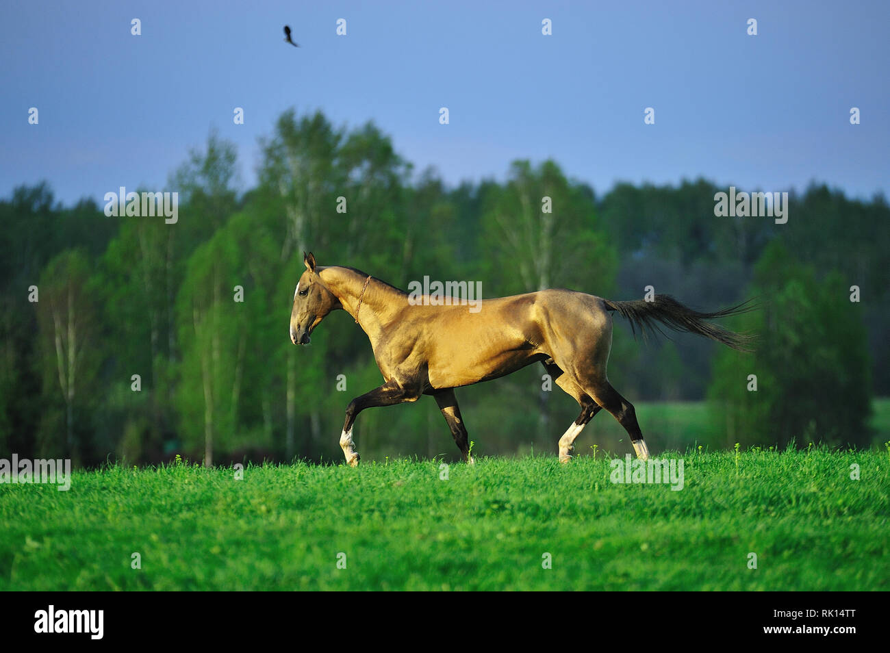 Young free Akhal Teke horse runs in the field. Horizontal, side view, in motion. Stock Photo