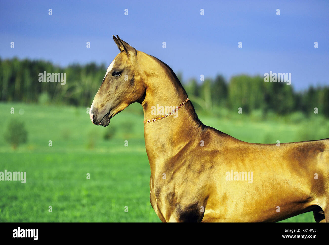 Watchful Akhal Teke horse stands in the field in summer day. Horizontal, portrait, side view. Stock Photo