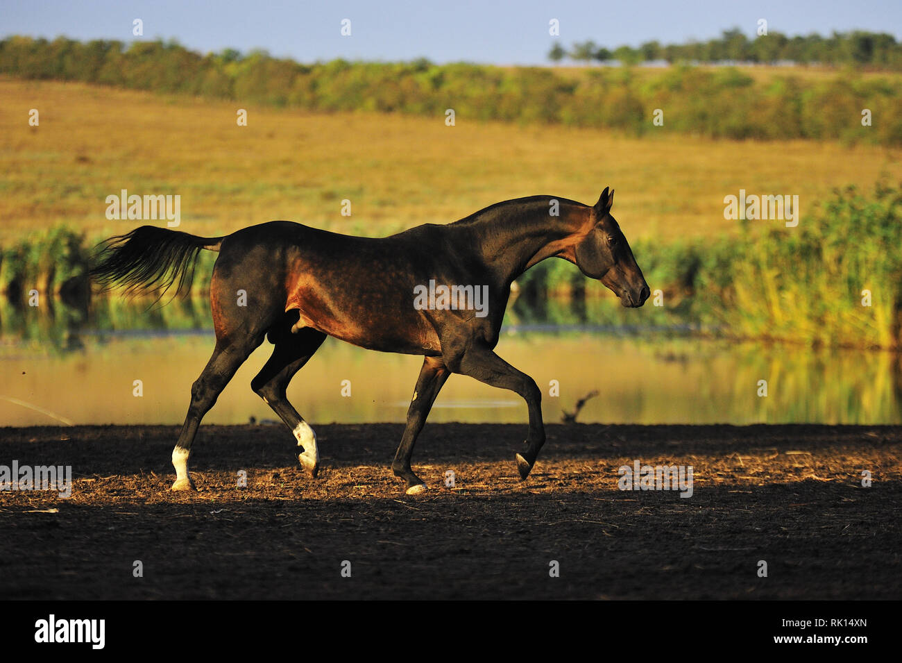 Dark buckskin Akhal Teke stallion runs in trot along waterline in the pasture. Horizontal, side view, in motion. Stock Photo