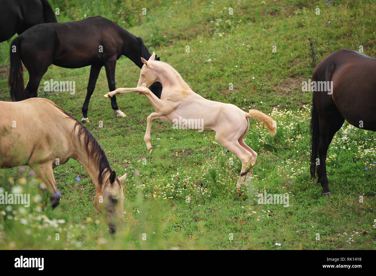 Funny perlino foal playing and rearing in the middle of a herd in summer pasture. Horizontal, side view, in motion. Stock Photo