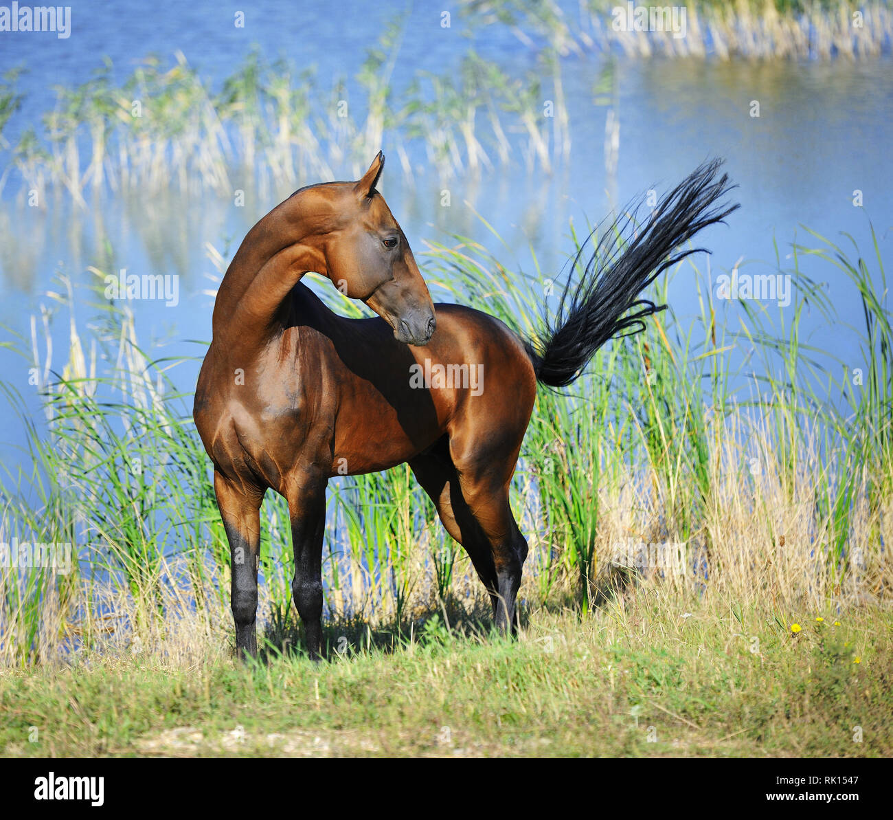 Bay Akhal Teke stallion stands near water and looks backwards while keeping insects away with the tail. Vertical, sideways. Stock Photo
