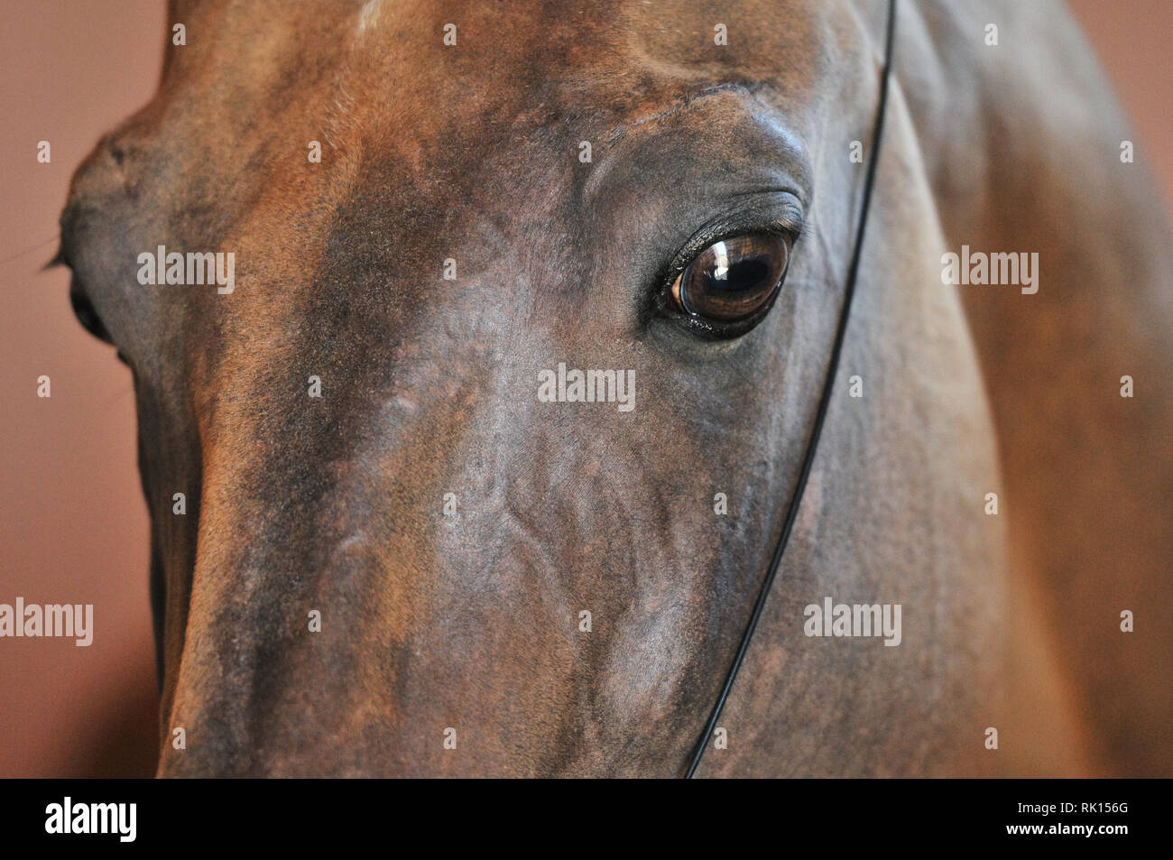 Close up of a bay horse eyes and head in thin show halter. Horizontal, portrait. Stock Photo
