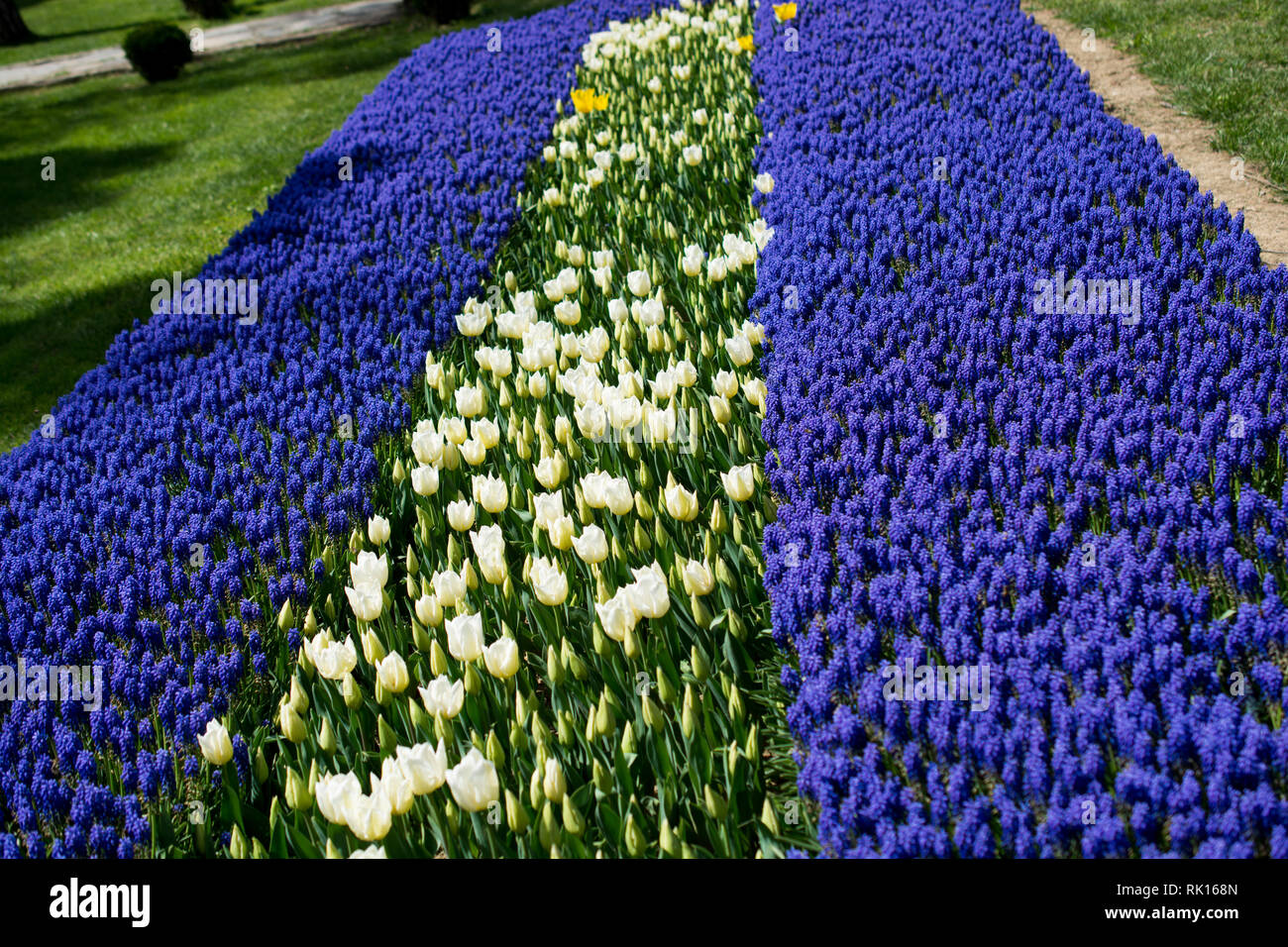 tulips of various colors in nature in spring time Stock Photo - Alamy
