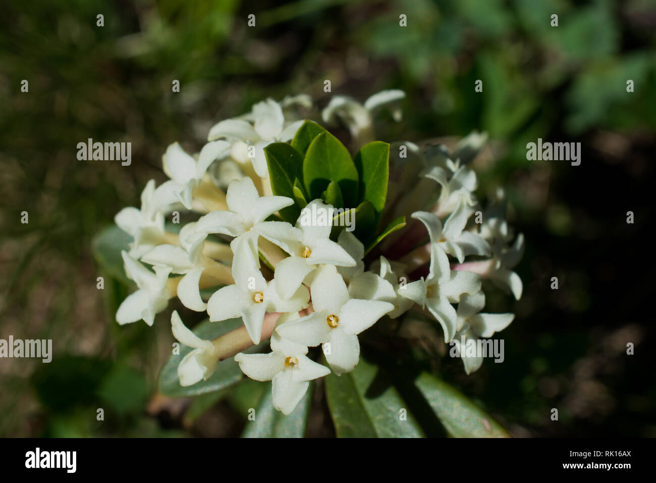 Beautiful fresh flowers in nature background Stock Photo - Alamy