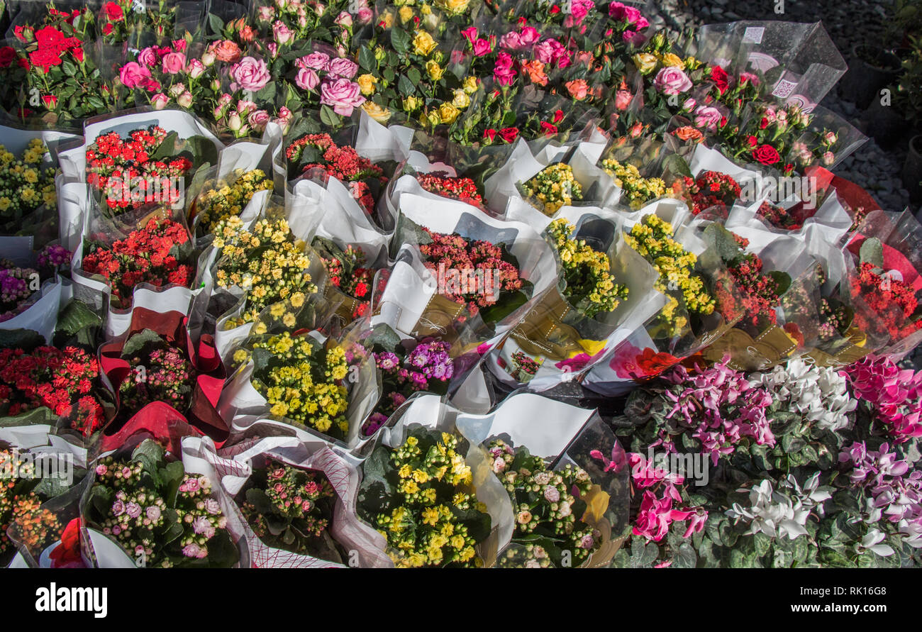 Beautiful fresh flowers as a nature background Stock Photo - Alamy