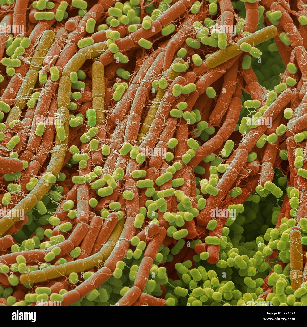Soil bacteria, SEM Stock Photo
