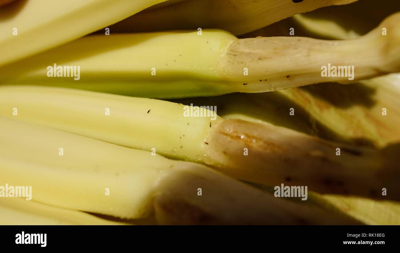 Thrips hires stock photography and images Alamy