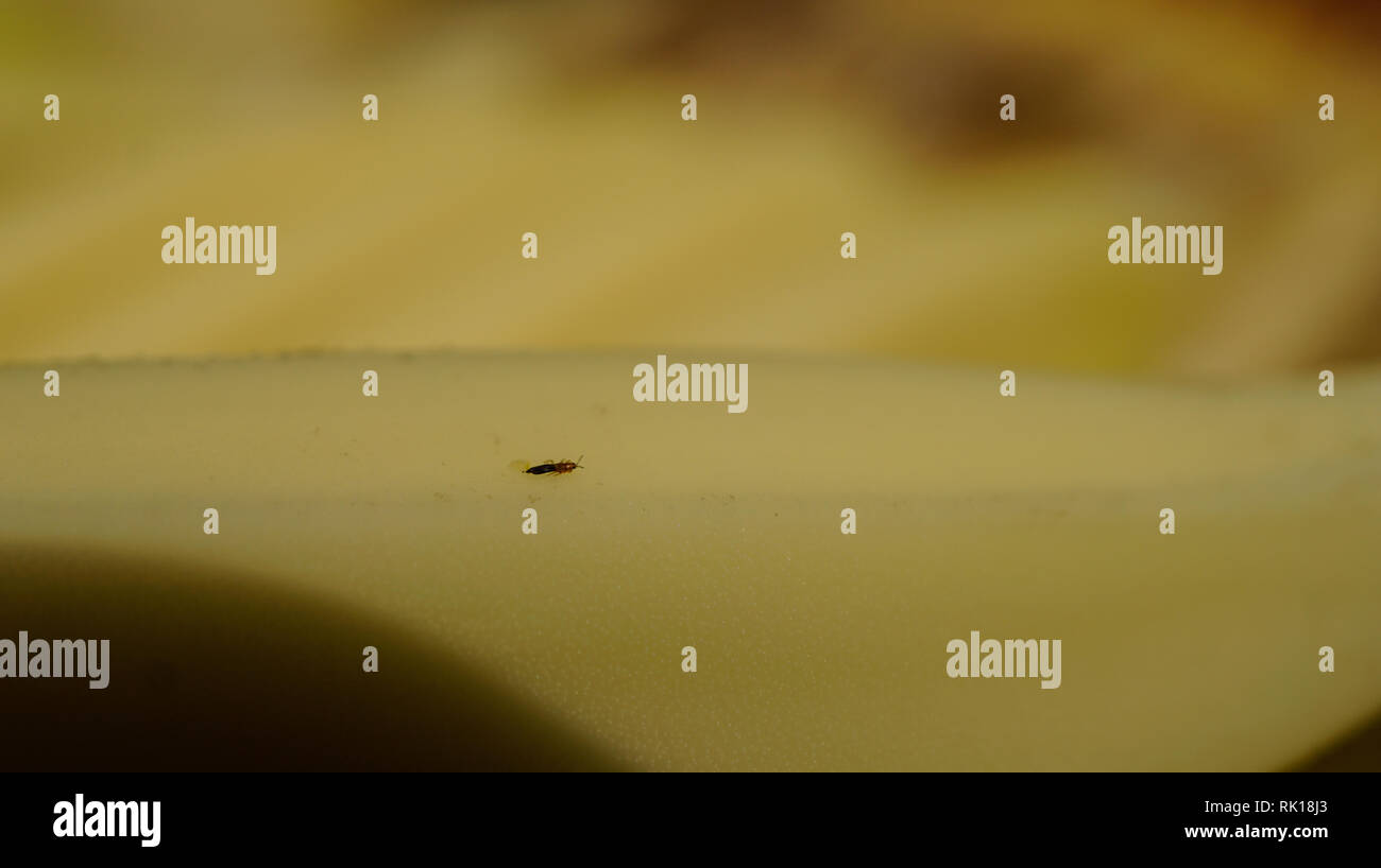 Banana Flower Thrips Stock Photo Alamy