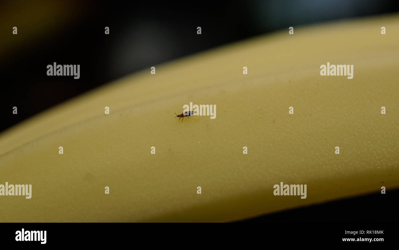 Banana flower hires stock photography and images Alamy