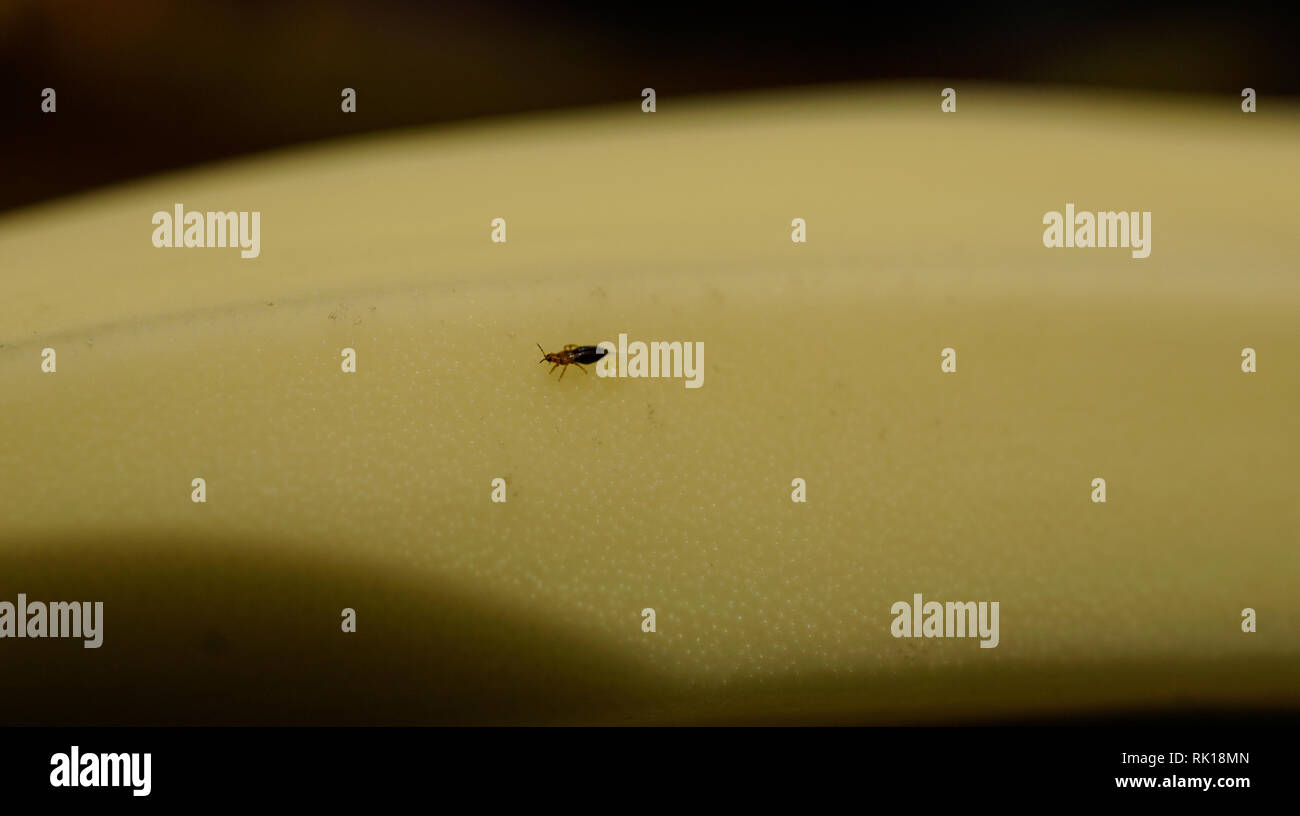 Banana flower thrips hires stock photography and images Alamy