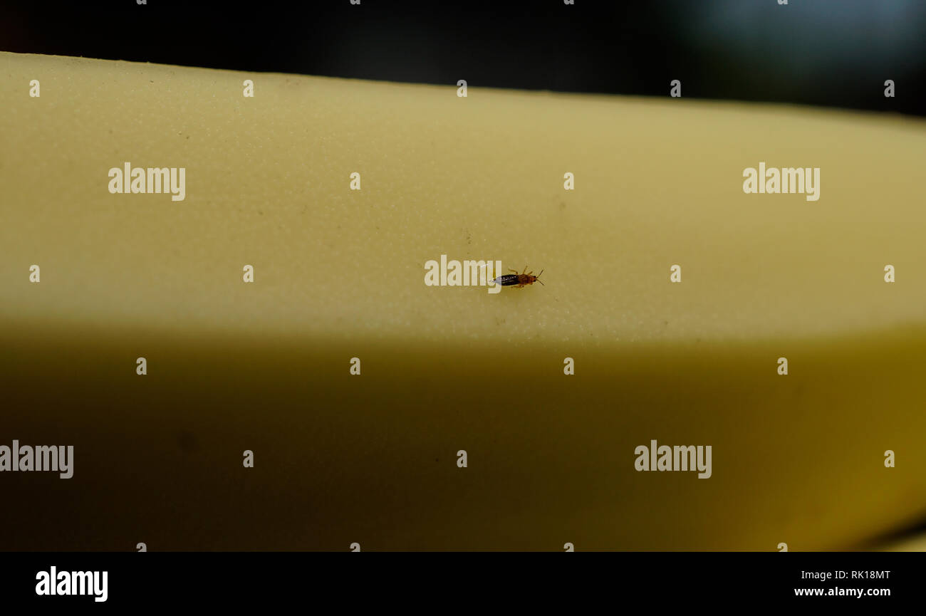 Banana Flower Thrips Stock Photo Alamy