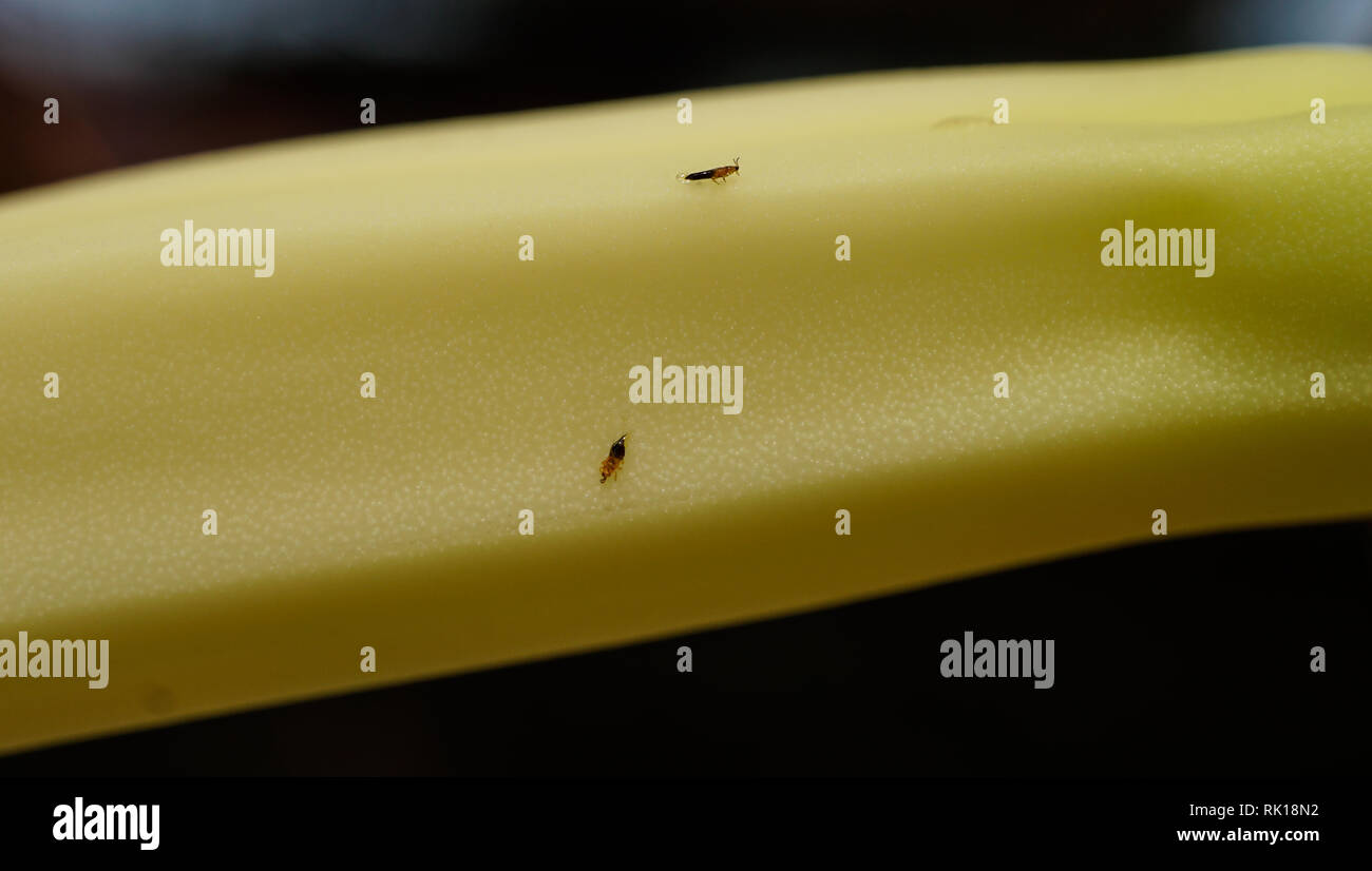 Banana Flower Thrips Stock Photo Alamy