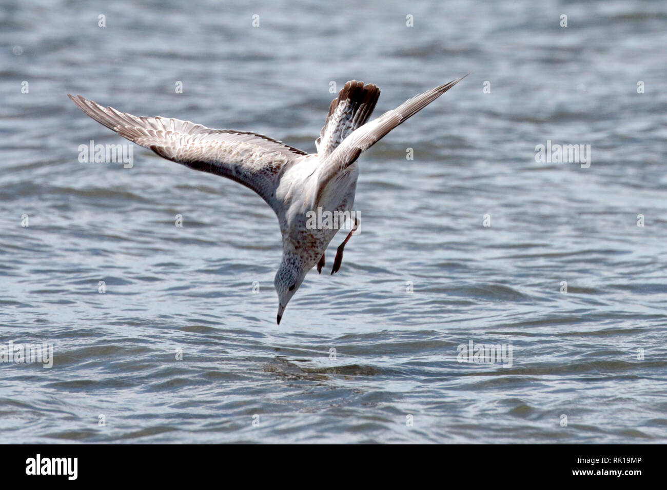 Ring bill fishing Stock Photo Alamy