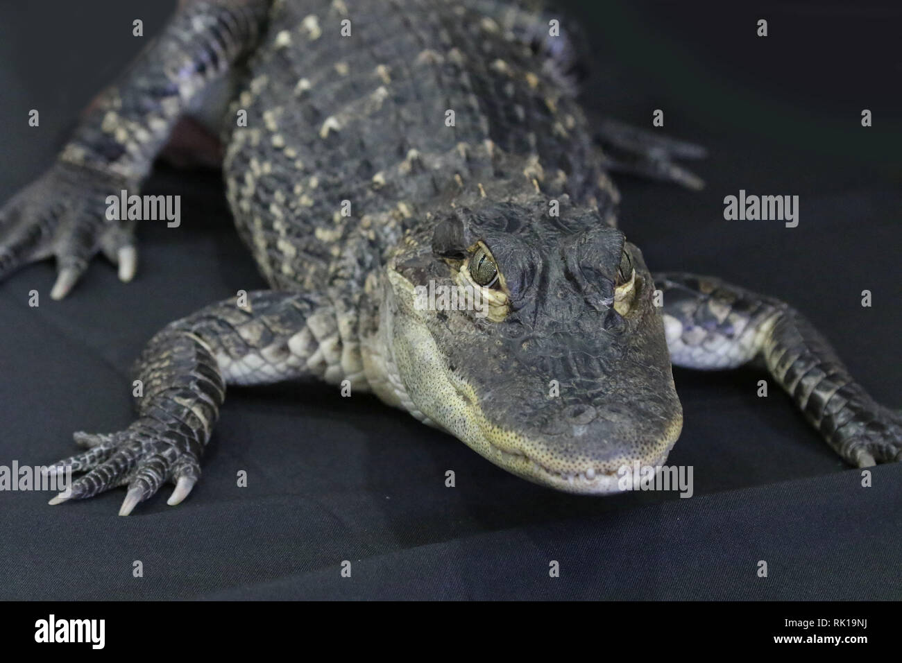 Baby Alligator at wildlife show Stock Photo