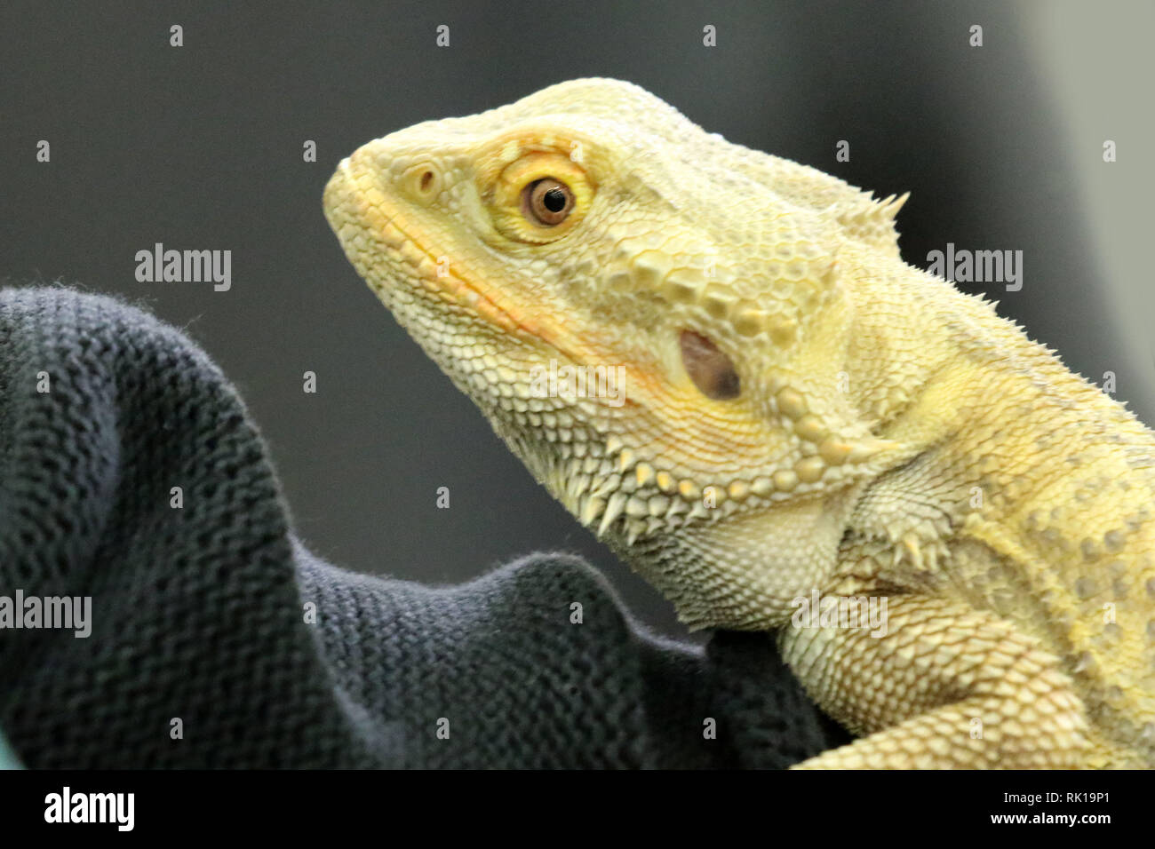 Bearded Dragon at Reptile show Stock Photo Alamy
