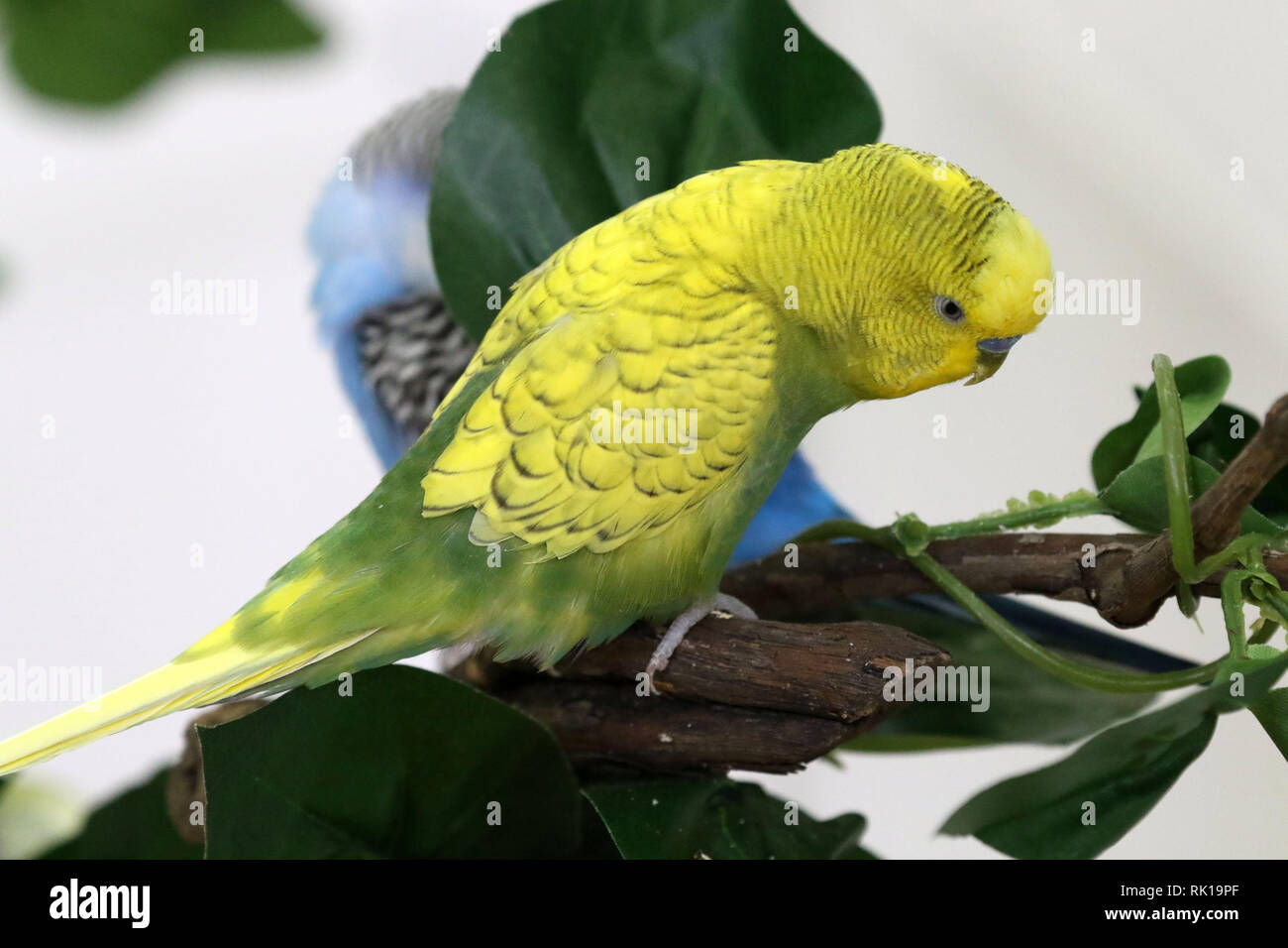 Green And Yellow Budgie High Resolution Stock Photography and Images Alamy
