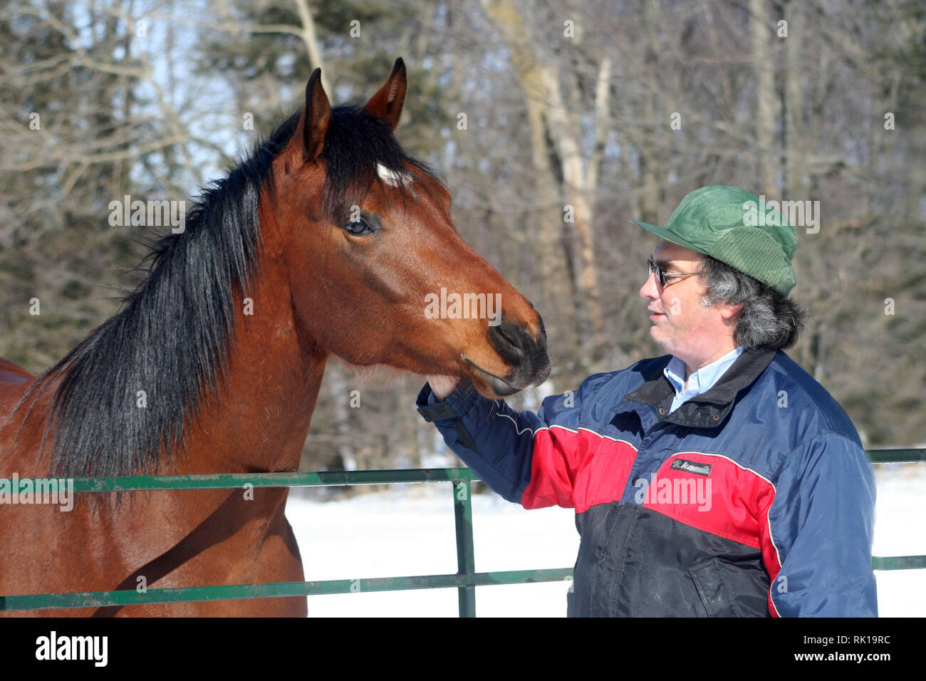 Bay quarter horse arabian cross foal hires stock photography and images Alamy