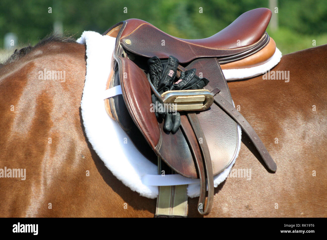 English tack on horse Stock Photo Alamy