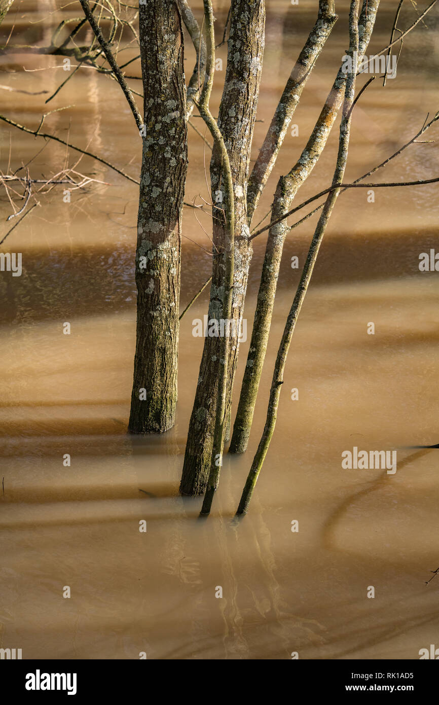 Trees submerged in water hi-res stock photography and images - Alamy