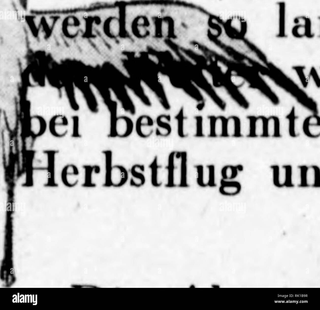 Fitislaubsanger Stock Photos Fitislaubsanger Stock Images Alamy