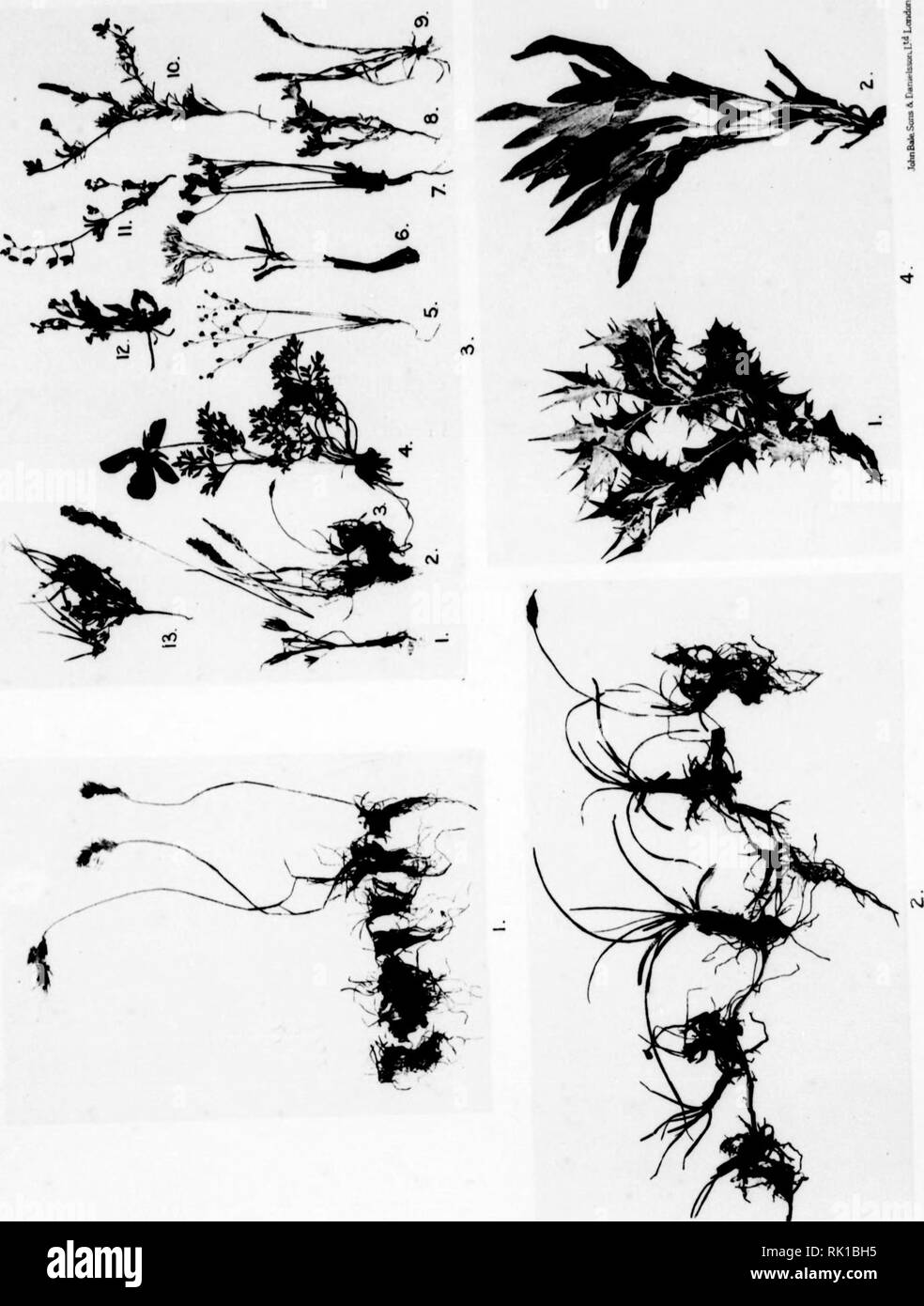 . Arthur and Fritz Kahn Collection 1889-1932. Kahn, Fritz 1888-1968; Kahn, Arthur David 1850-1928; Natural history illustrators; Natural history. EXPLICATION DE PlANCHE XI. Fig. 1. Poa bulbosa, L. Fig. 2. Carex stenophylla, Wahlenb. Fig. 3. Les especes principales de P.-C.-R. 1. Gagea reticulata (Fall) Seh. 2. Poa bulbosa, L. 3. Carex stenophylla, Wahlenb. 4. Ranunculus asiaticus, L. 5. Minuartia pida (S. et S.) Bornm. 6. Ornithogallum ulophyllum, Hand. Maz. 7. Lagoseris bifida, L. 8. Filago spathulata, Presl. 9. Koeleria phleoides, Fers. 10. Adonis dentata, DeL 11. Helianthemum salicifolium ( Stock Photo
