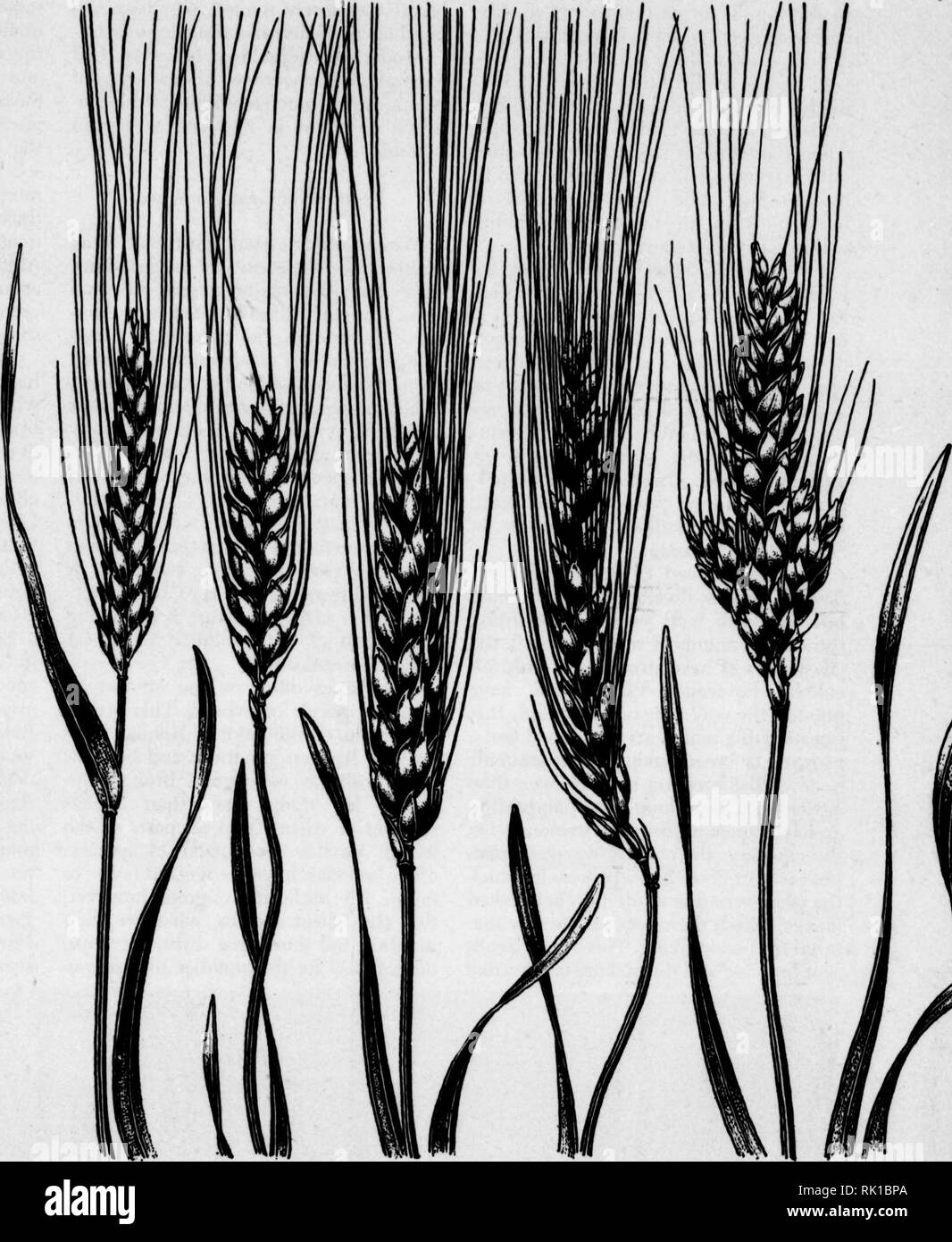 . Arthur and Fritz Kahn Collection 1889-1932. Kahn, Fritz 1888-1968; Kahn, Arthur David 1850-1928; Natural history illustrators; Natural history. FOURTEEN SPECIES OF WHEAT are shown actual size. From left to right they are Triticum aegilopoides (wild einkorn), T. monocojocum (einkorn), T. dicoc- coides (wild emmer), T, dicoccum (emmer), T. durum (macaroni wlieat), T. persicum (Persian wheat), T. fur- gidum (rivet wheat), T, polonicum (Polish wheat), T. and G, are recognized in wild and cul- tivated wheats. Another important diflFerence in wheats is intheir heads. Primitive cereals and many wil Stock Photo