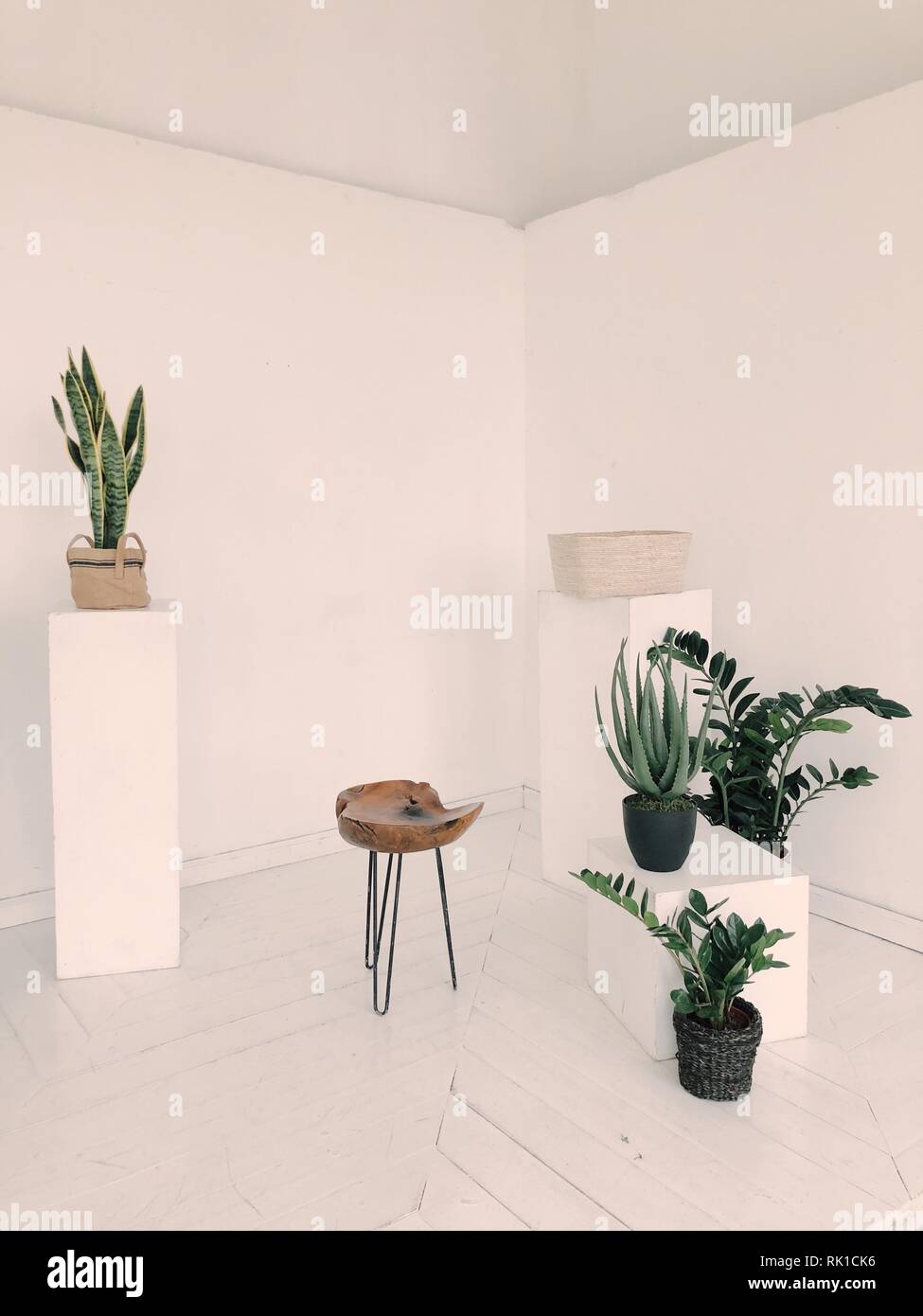 Aloe botany chair, home design Stock Photo