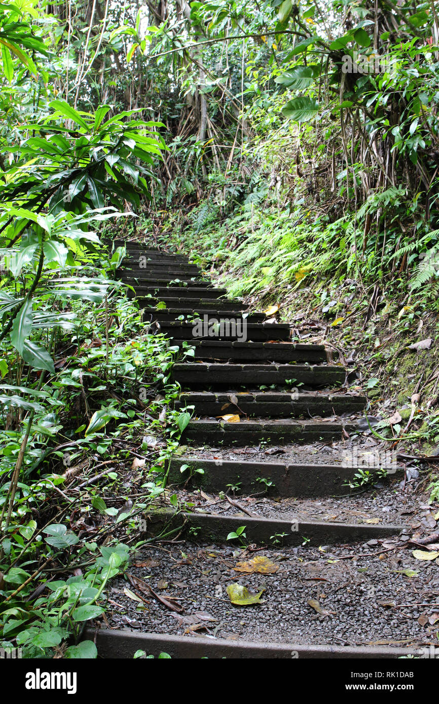 Stairs on the Waikamoi Nature Trail, a dirt and pebble path through a rainforest in Haiku, Maui on the road to Hana Stock Photo