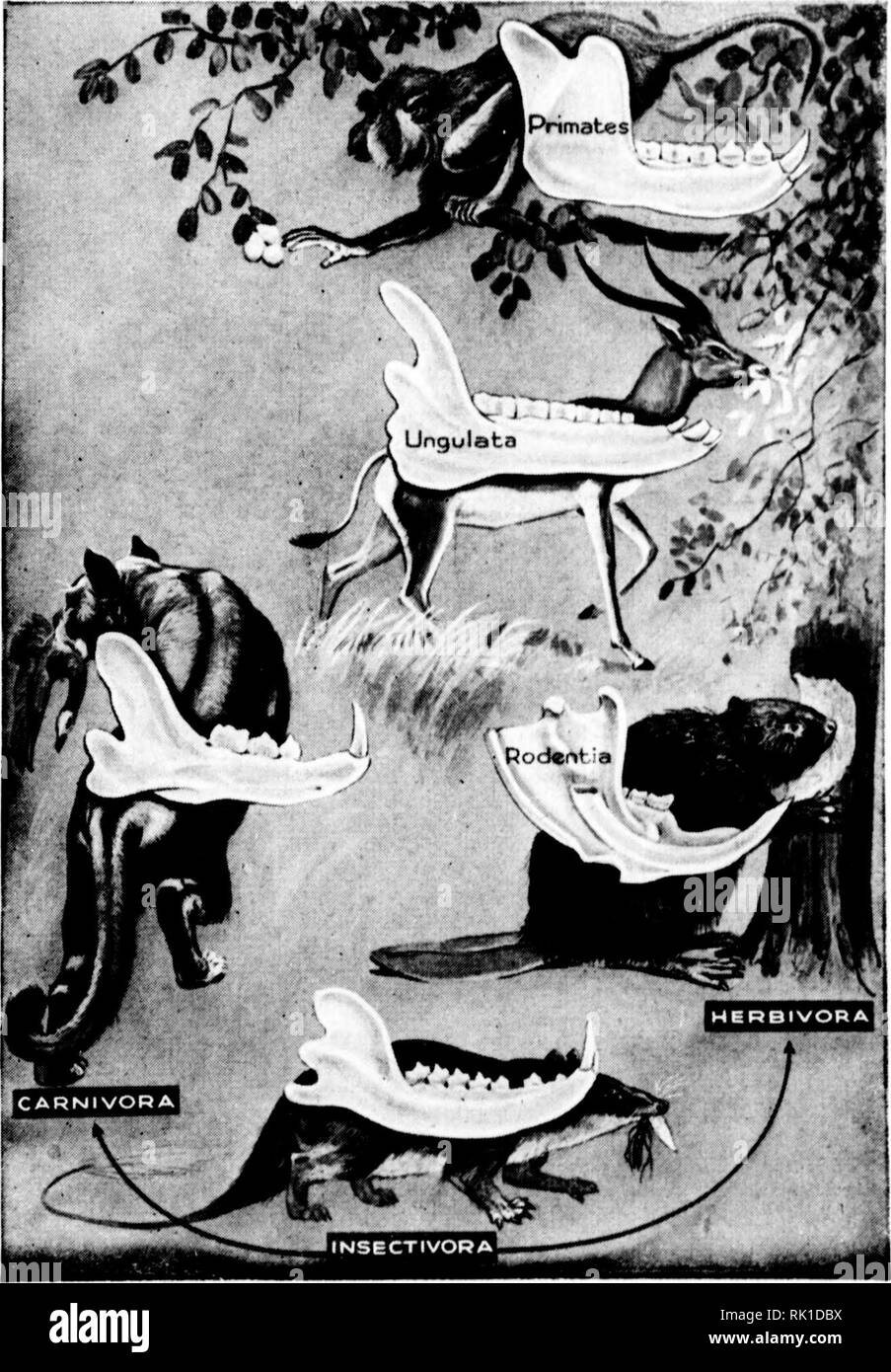 . Arthur and Fritz Kahn Collection 1889-1932. Kahn, Fritz 1888-1968; Kahn, Arthur David 1850-1928; Natural history illustrators; Natural history. Der Baa der Biene (i) Panzer mit Atemöffnungen, (a) Der grösste der Luftsäcke. (3) Das Nervensystem. (4) Der Magen. (5) Das an der Decke hängende Herzrohr. (6) Das Gehirn mit den drei Stirnaugen und den beiden grossen Neuaugen. (7) Der Stechapparat. (8) Der Geschlechtsapparat So künstlerisch und originell, So plastisch und lebendig, So dramatisch und liebevoll sind die Bilder des Werkes gestaltet, die zum grössten Teil nach eigenen Entwürfen des Verf Stock Photo