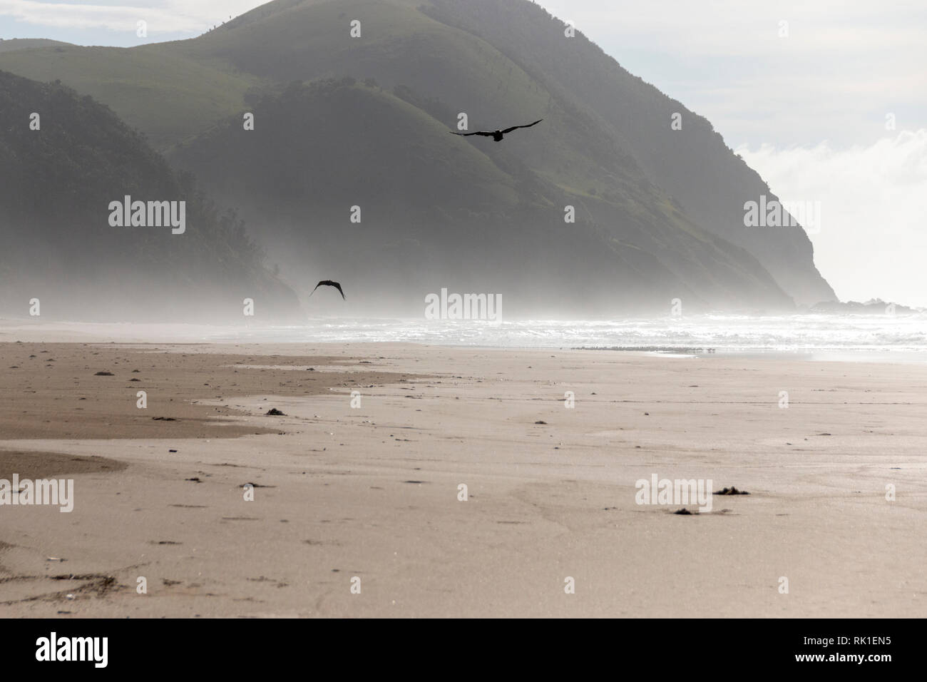 Two birds flying across the beach with the mist and water in the background Stock Photo