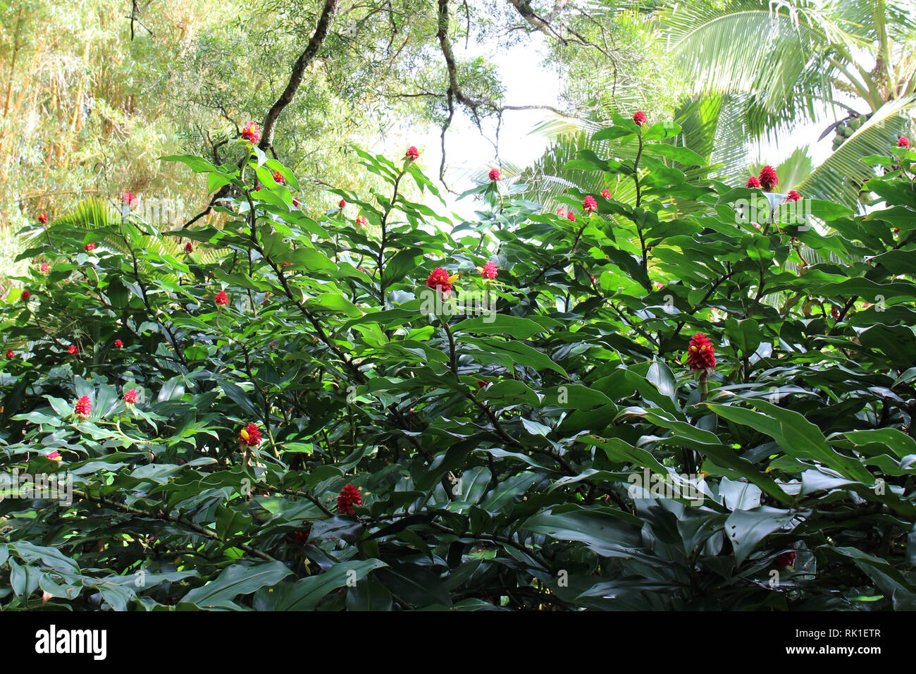 A large ginger plant filled with blooms in Haiku, Maui Stock Photo Alamy