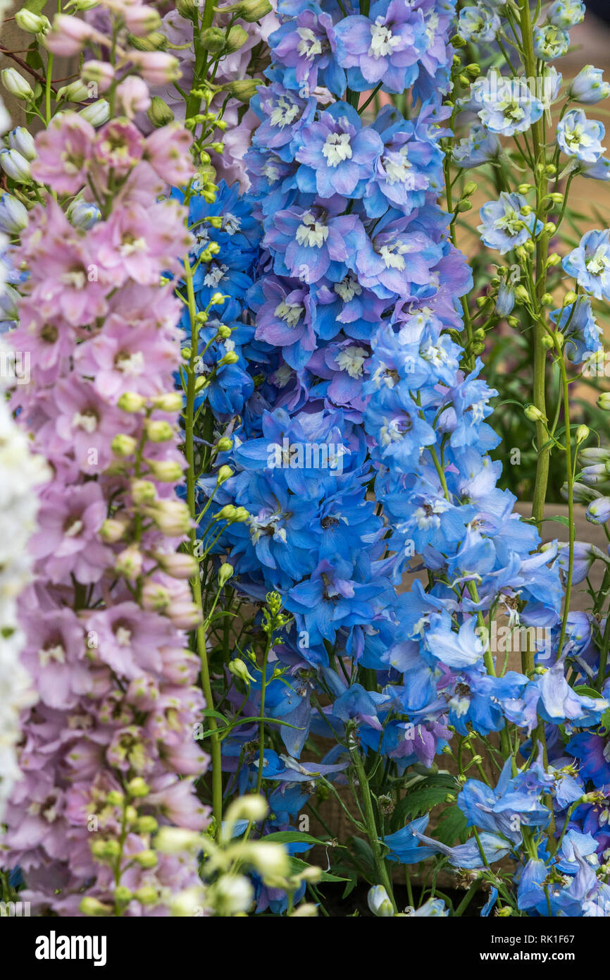 Delphinium close up black blue hi-res stock photography and images - Alamy