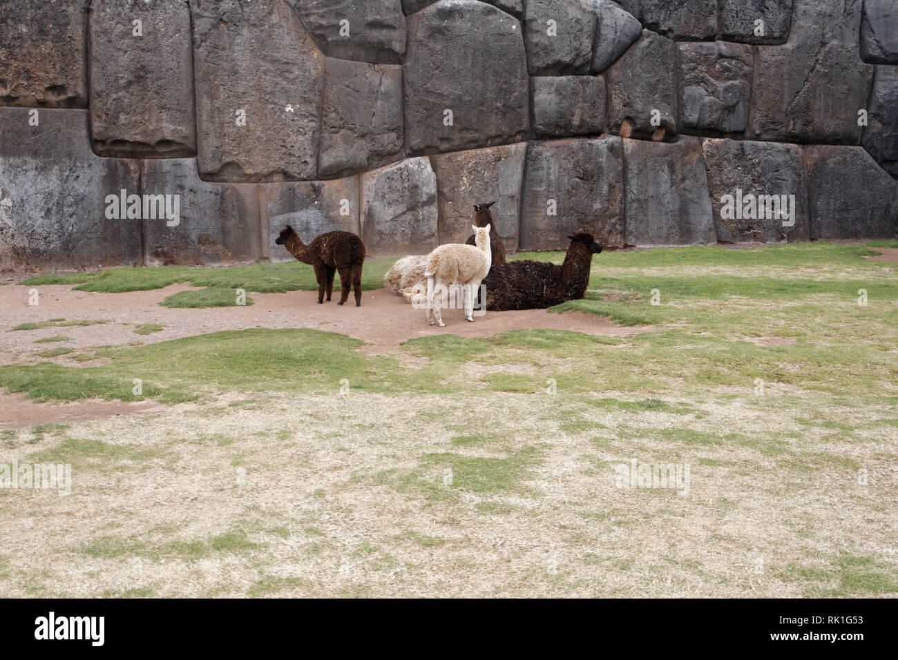 Llama sacsayhuaman peru hi-res stock photography and images - Alamy