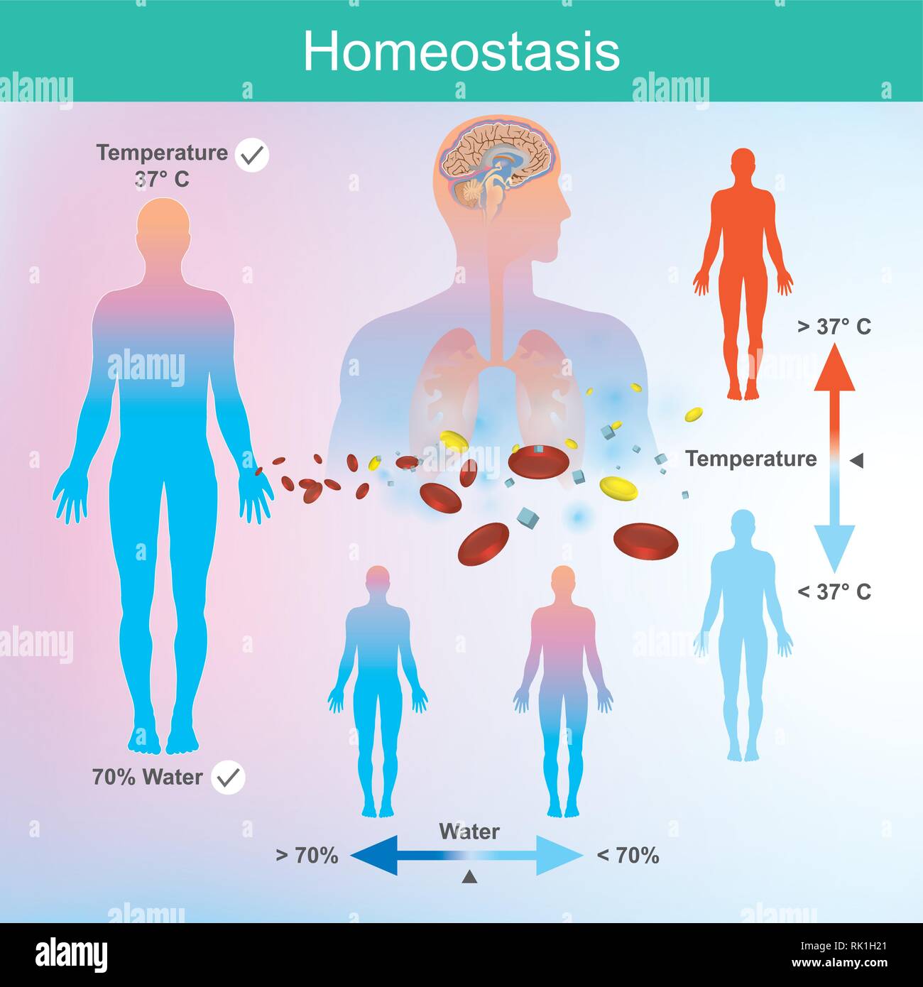 Homeostasis hi-res stock photography and images - Alamy