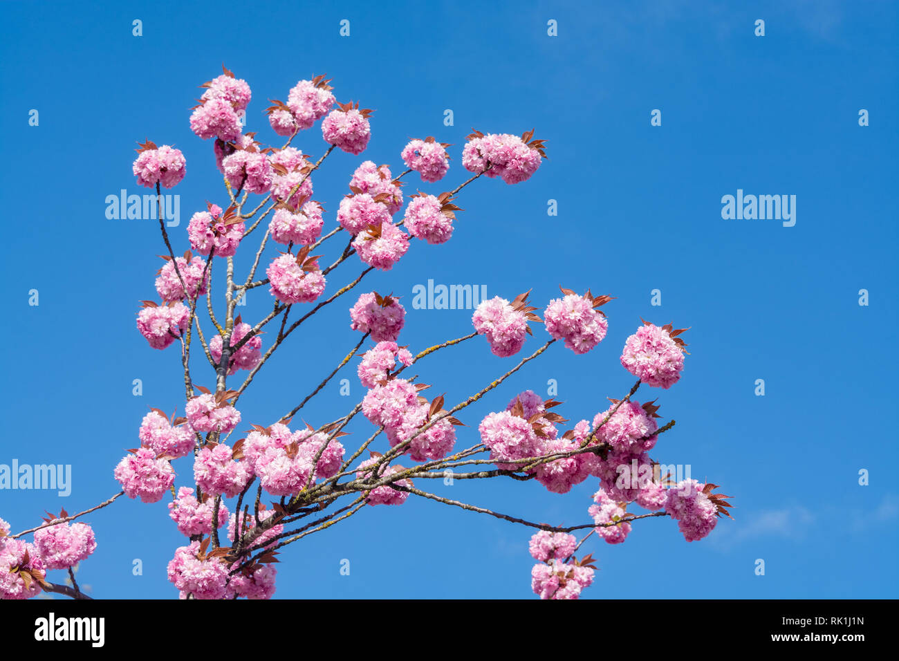Rose flowers of blossoming cherry tree on blue and white sky background ...