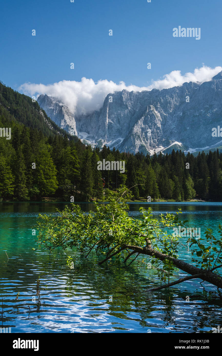 Idyllic tree hi-res stock photography and images - Alamy