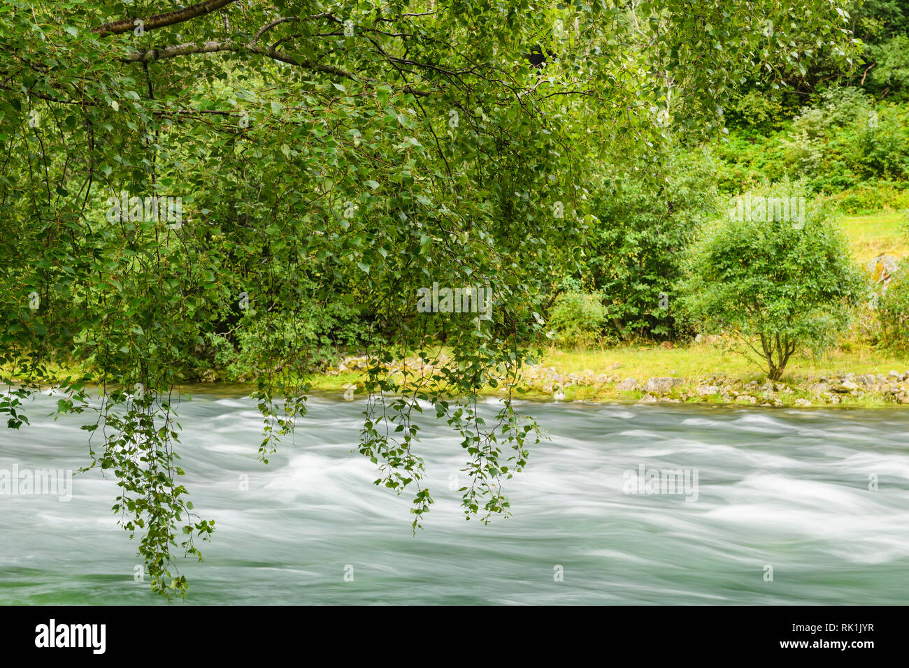 Looking through trees toward flowing river, close up, Flam, Norway, Europe Stock Photo