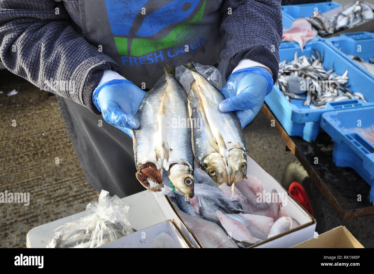 Kippered Thames and Blackwater herring on sale at the West Mersea Fresh Catch fish stall on West Mersea quay. Stock Photo