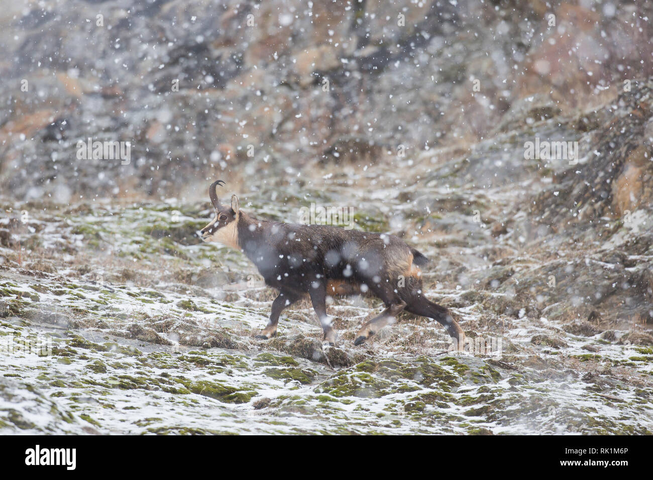Chamois (Rupicapra rupicapra) male on snow covered mountain slope during snowfall in winter in the European Alps Stock Photo