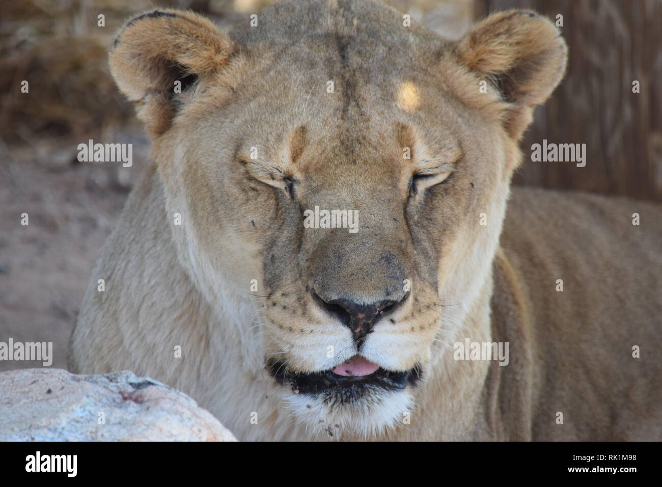 Lions and lionesses at the Out of Africa sanctuary in Arizona Stock Photo