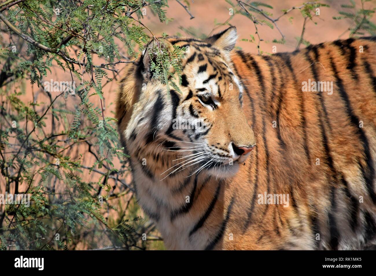 Beautiful tiger at the Out of Africa sanctuary in Arizona Stock Photo