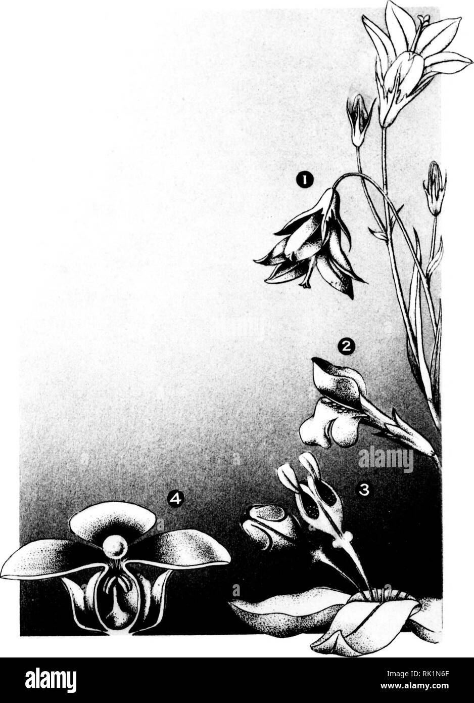 . Arthur and Fritz Kahn Collection 1889-1932. Kahn, Fritz 1888-1968; Kahn, Arthur David 1850-1928; Natural history illustrators; Natural history. i. Please note that these images are extracted from scanned page images that may have been digitally enhanced for readability - coloration and appearance of these illustrations may not perfectly resemble the original work.. Kahn, Arthur and Fritz. Stock Photo
