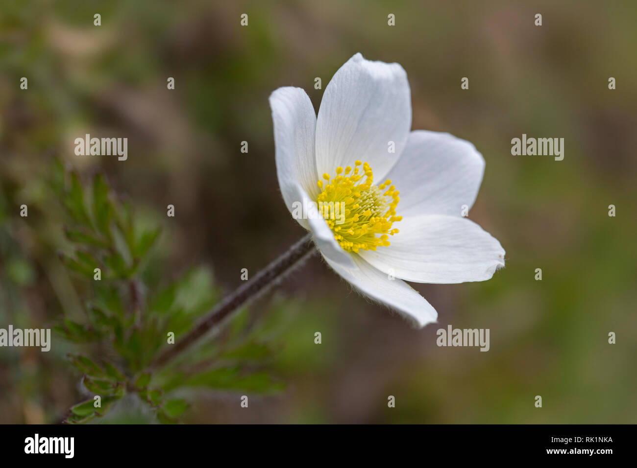Alpine pasqueflower / alpine anemone / white pasque flower (Pulsatilla alpina) in flower in the European Alps Stock Photo