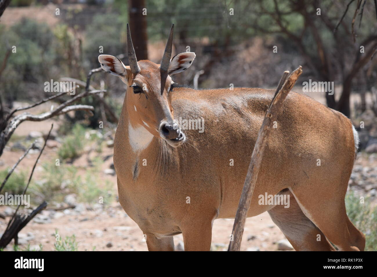 African deer at the Out of Africa sanctuary in Arizona Stock Photo