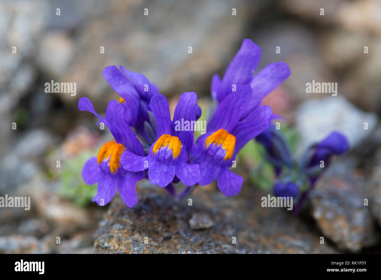 Alpine toadflax (Linaria alpina) in flower in summer in the European Alps Stock Photo