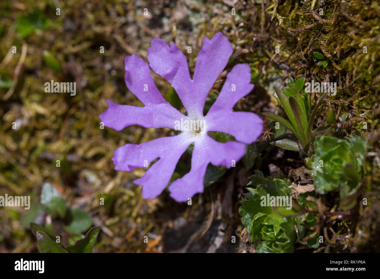 Dwarf primrose / fairy primrose / snow rosette (Primula minima) in flower in the European Alps Stock Photo