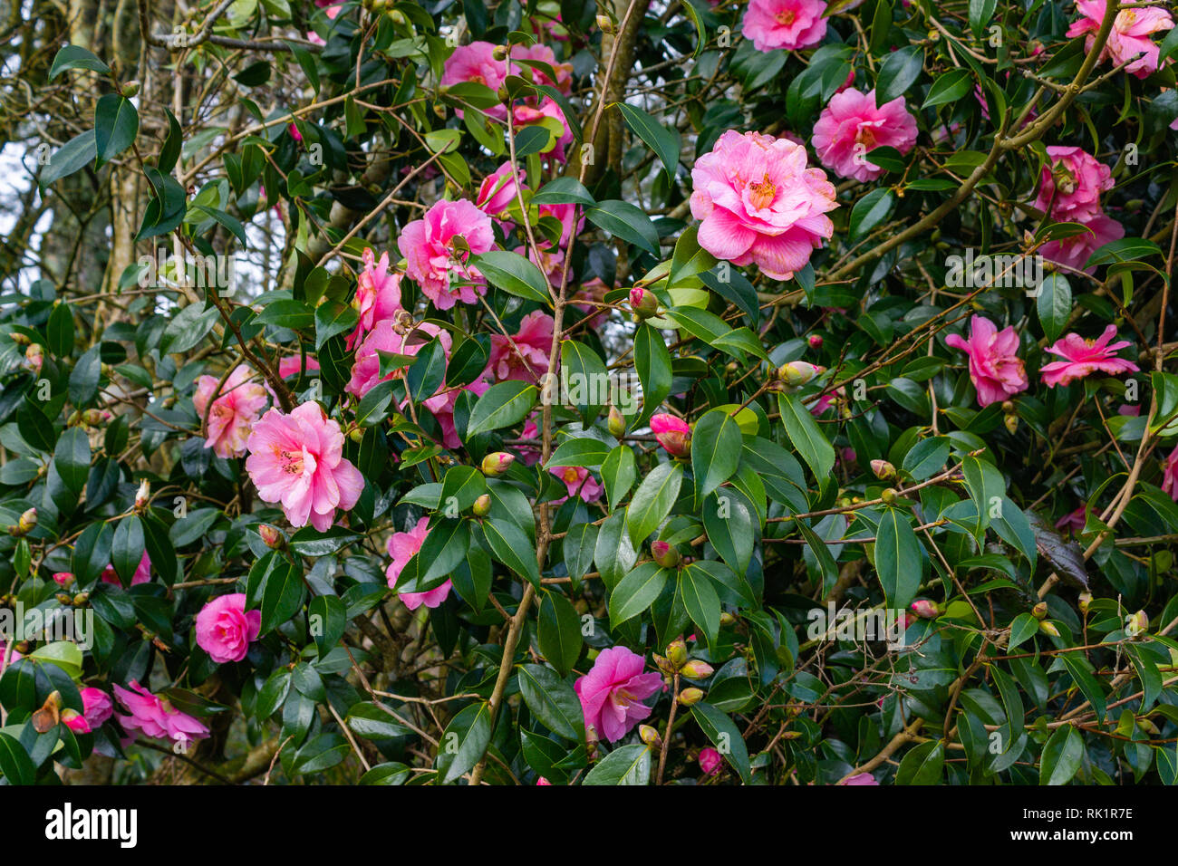 camellia x williamsii donation shrub or bush in full bloom of pink flowers Stock Photo