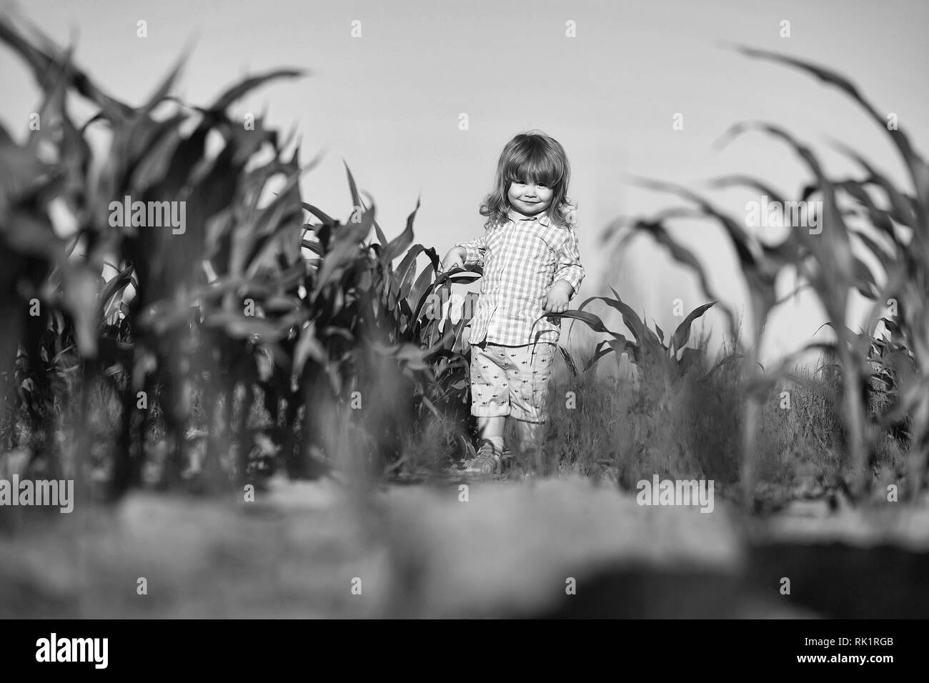 Maize Field Black and White Stock Photos & Images - Alamy