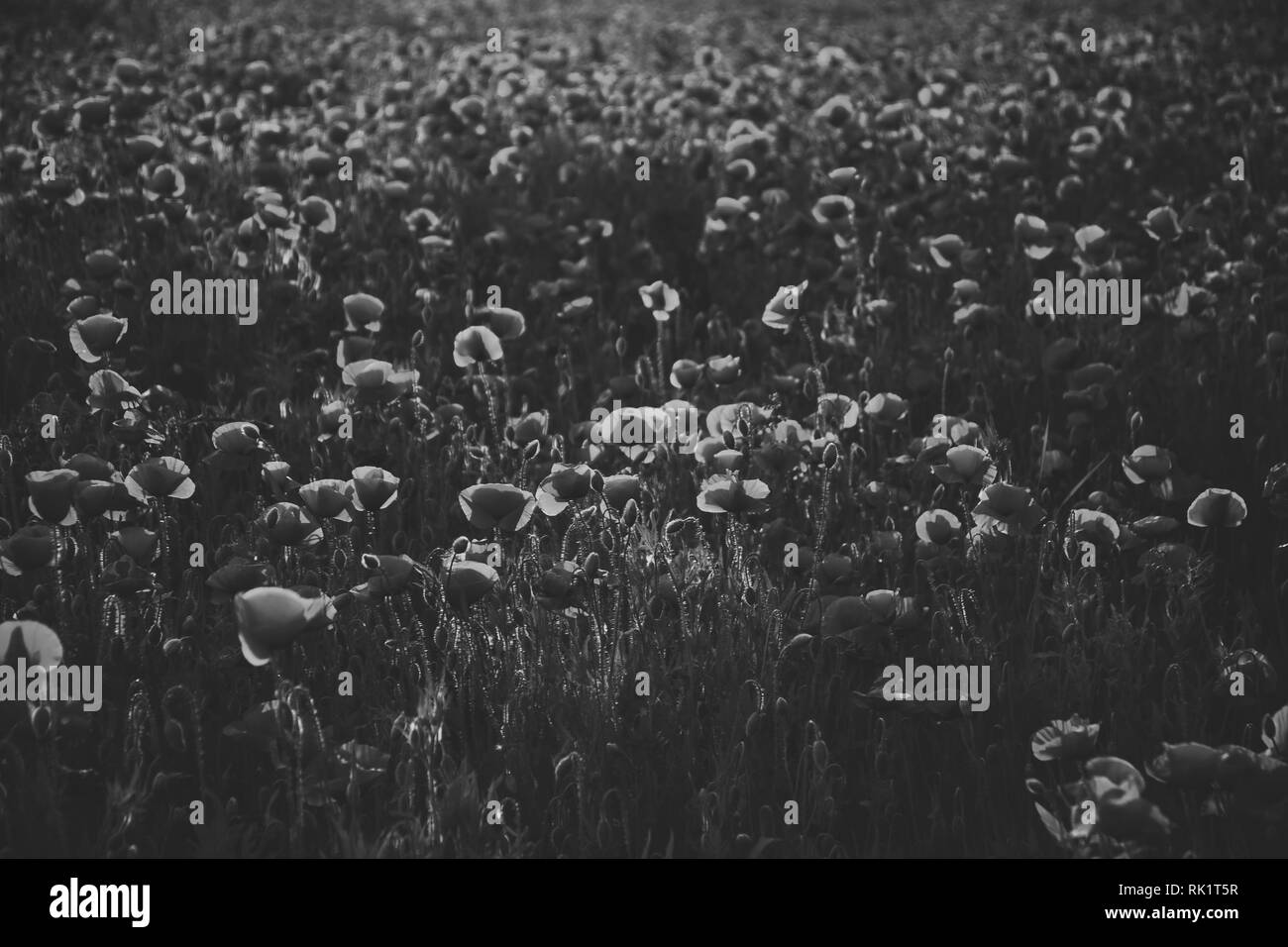 Summer meadow poppy poppies Black and White Stock Photos & Images - Alamy